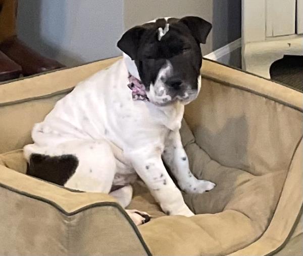 /Images/uploads/Louies Legacy Animal Rescue/cutest-rescue-pet-2023/entries/28142thumb.jpg